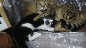 humour_page.gif
