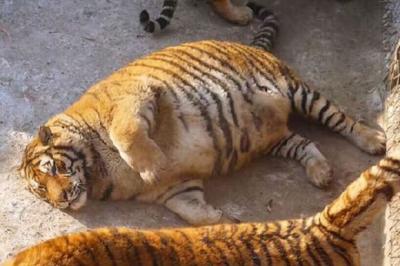 chubby_tiger_0.jpg